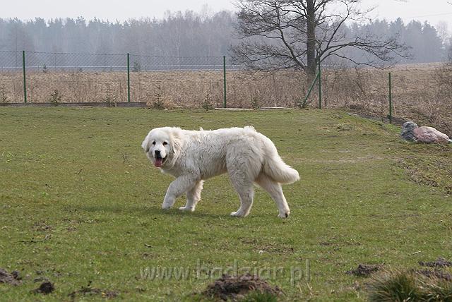 podhalan_03518.jpg - Owczarek Podhalański - KUMOTER KARAT Badziar (7 miesięcy)