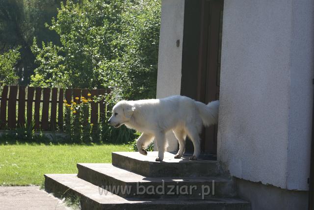 podhalan_06622.jpg - Owczarek Podhalański - KUMOTER KARAT Badziar (11 miesięcy)