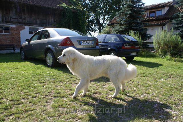 podhalan_06628.jpg - Owczarek Podhalański - KUMOTER KARAT Badziar (11 miesięcy)