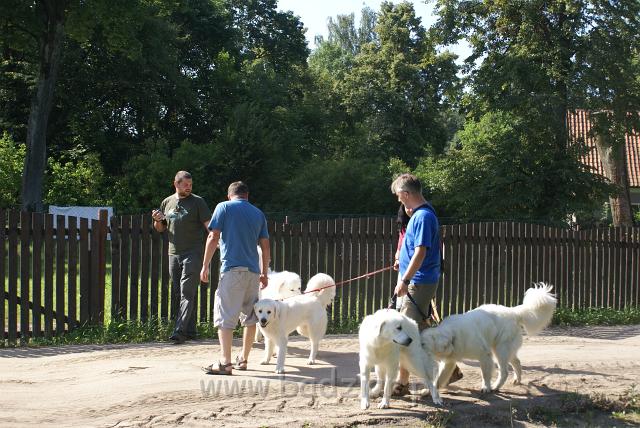 podhalan_06647.jpg - Owczarek Podhalański - od prawej KUMOTER KARAT Badziar (11 miesięcy), KOKIETKA KESSI Badziar, RITA Biały Podhalan, PRZYMILNY PERS Badziar