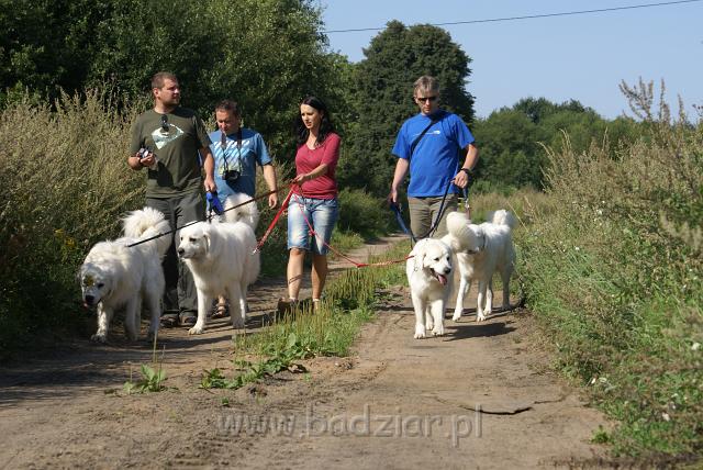 podhalan_06660.jpg - Owczarek Podhalański - od lewej KUMOTER KARAT Badziar (11 miesięcy),  PRZYMILNY PERS Badziar, RITA Biały Podhalan, KOKIETKA KESSI Badziar,