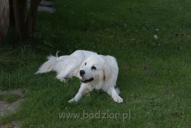 podhalan_06666.jpg - Owczarek Podhalański - KUMOTER KARAT Badziar (11 miesięcy)