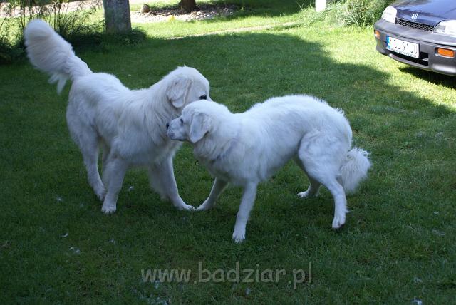 podhalan_06670.jpg - Owczarek Podhalański - po lewej KUMOTER KARAT Badziar (11 miesięcy),  po prawej  KOKIETKA KESSI Badziar