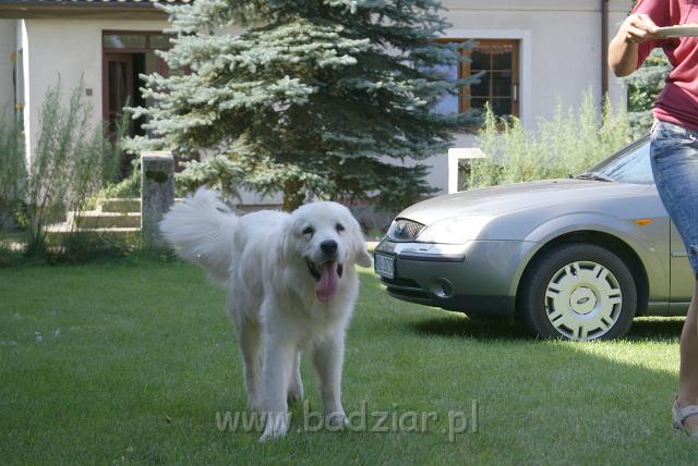podhalan_06696.jpg - Owczarek Podhalański - KUMOTER KARAT Badziar (11 miesięcy)