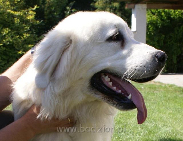 podhalan_06726.jpg - Owczarek Podhalański - KUMOTER KARAT Badziar (11 miesięcy)