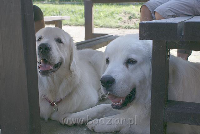 podhalan_06728.jpg - Owczarek Podhalański - KUMOTER KARAT Badziar (11 miesięcy) (po prawej) i KOKIETKA KESSI Badziar (po lewej)