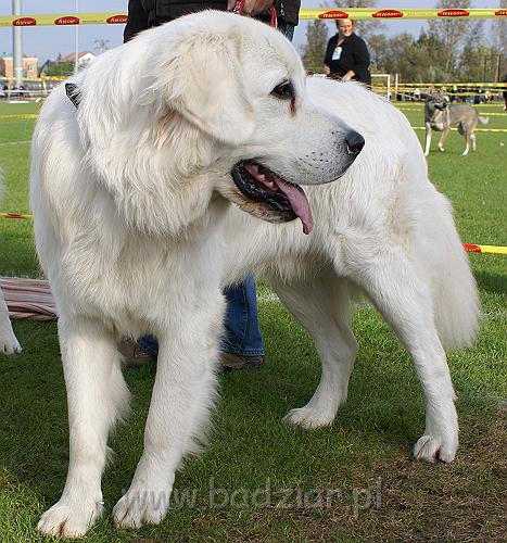 podhalan_07774.jpg - Owczarek Podhalański - KUMOTER KARAT Badziar (13 miesięcy)