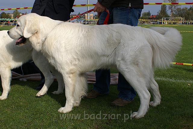 podhalan_07776.jpg - Owczarek Podhalański - KUMOTER KARAT Badziar (13 miesięcy)