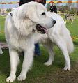 podhalan_07774