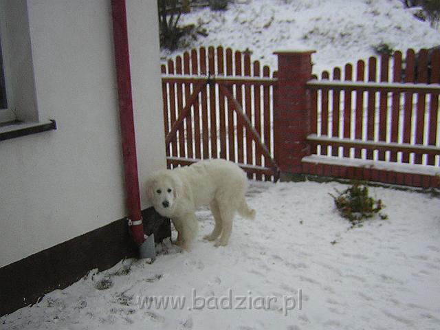 DSCN6686.JPG - Owczarek Podhalański - KUMPEL KONO Badziar (5.5 miesiąca)