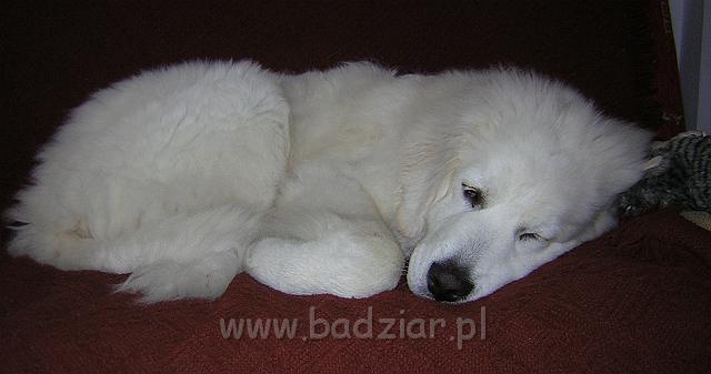 DSCN6707.JPG - Owczarek Podhalański - KUMPEL KONO Badziar (5.5 miesiąca)