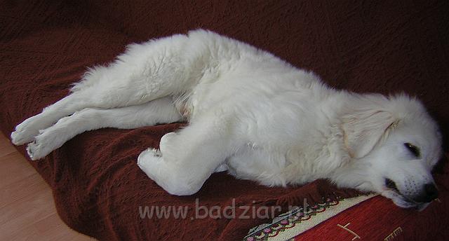 DSCN6710.JPG - Owczarek Podhalański - KUMPEL KONO Badziar (5.5 miesiąca)