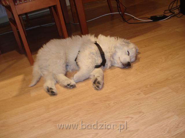 podhalan_00871.jpg - Owczarek Podhalański - KUMPEL KONO Badziar