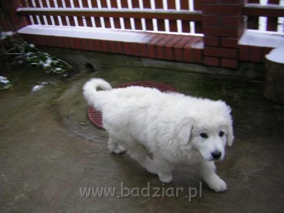 podhalan_n6455.jpg - Owczarek Podhalański - KUMPEL KONO Badziar