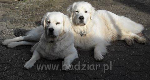 podhalan0149.jpg - Owczarek Podhalański - PSOTNA PIXI Badziar (po lewej) i PIESZCZOCH PIT Badziar
