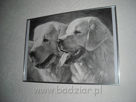 podhalan0153.jpg - Owczarek Podhalański - PSOTNA PIXI Badziar i PIESZCZOCH PIT Badziar - artystyczna spojrzenie :)