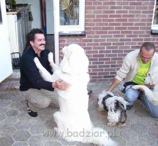 podhalani_00230.jpg - Owczarek Podhalański - od lewej PIESZCZOCH PIT Badziar ( Dunaj ) - super powitanie - dalej Diba i łapka i łepek PSOTNEJ PIXI Badziar