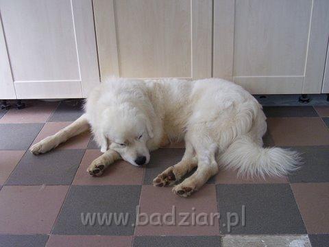 podhalani_0146.jpg - Owczarek Podhalański - PIESZCZOCH PIT Badziar ( Dunaj )