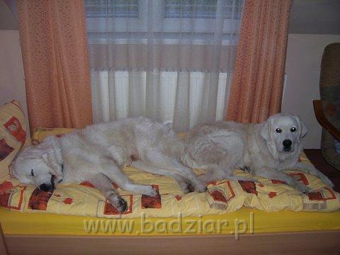 podhalani_0262.jpg - Owczarek Podhalański - od lewej PIESZCZOCH PIT Badziar ( Dunaj ) i PSOTNA PIXI Badziar