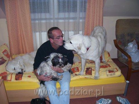 podhalani_0266.jpg - Owczarek Podhalański - od lewej PIESZCZOCH PIT Badziar ( Dunaj ) John z Dibą na kolanach i PSOTNA PIXI Badziar