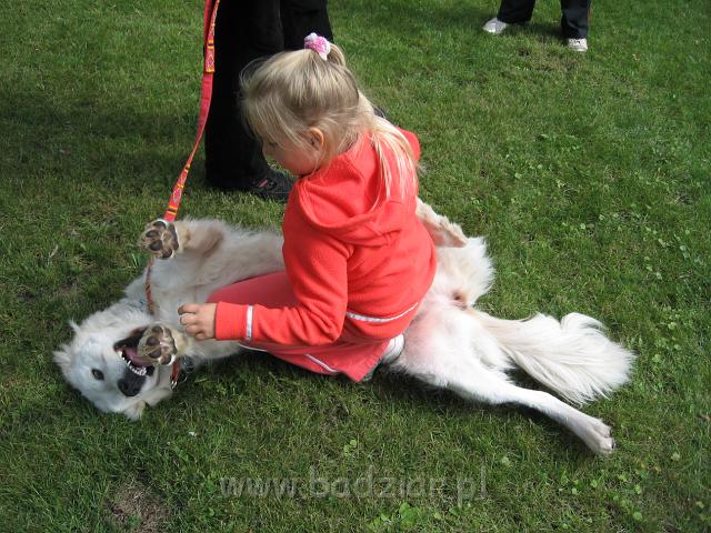podhalan_4399.jpg - Owczarek podhalański - POCIESZNA PYZA Badziar - "ucieszony" pies