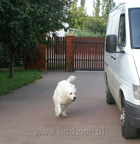 podhalan004.jpg - Owczarek podhalański - PRZEKORNA PROXIMA Badziar - gonimy koty?