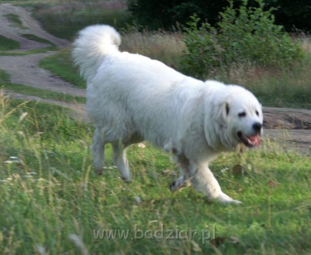 podhalan006.jpg - Owczarek podhalański - PRZEKORNA PROXIMA Badziar