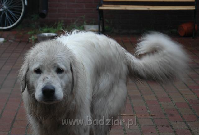 podhalani00_0194.jpg - Owczarek podhalański - PRZEKORNA PROXIMA Badziar - podhalan w wersji jesień 2007