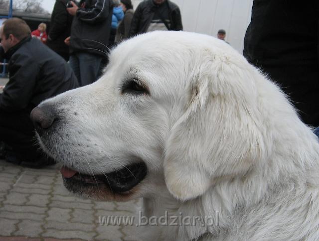 podhalan_5967.jpg - Owczarek podhalański - PRZYLEPA PUMA Badziar