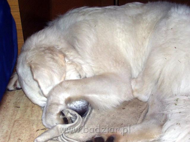 podhalani_1181.jpg - Owczarek podhalański - PRZYLEPA PUMA Badziar Dajcie mi święty spokój