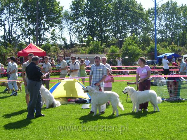 podhalani_1214.jpg - Owczarek podhalański - PRZYLEPA PUMA Badziar Wystawa w Gdyni