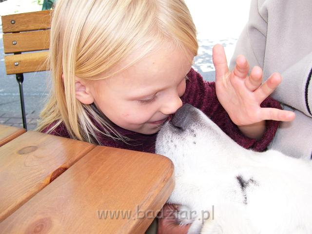podhalani_1332.jpg - Owczarek podhalański - PRZYLEPA PUMA Badziar i nosek w nosek.