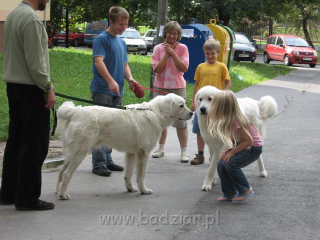 podhalan_4497.jpg - Owczarek Podhalański - spotkanie braciszków - od lewej PRZYMILNY PERS Badziar i PYSZAŁEK PARYS Badziar