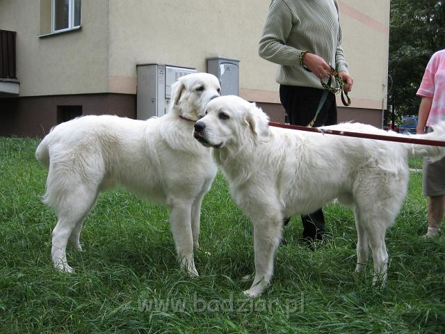podhalan_4507.jpg - Owczarek Podhalański - spotkanie braciszków - od prawej PRZYMILNY PERS Badziar i PYSZAŁEK PARYS Badziar