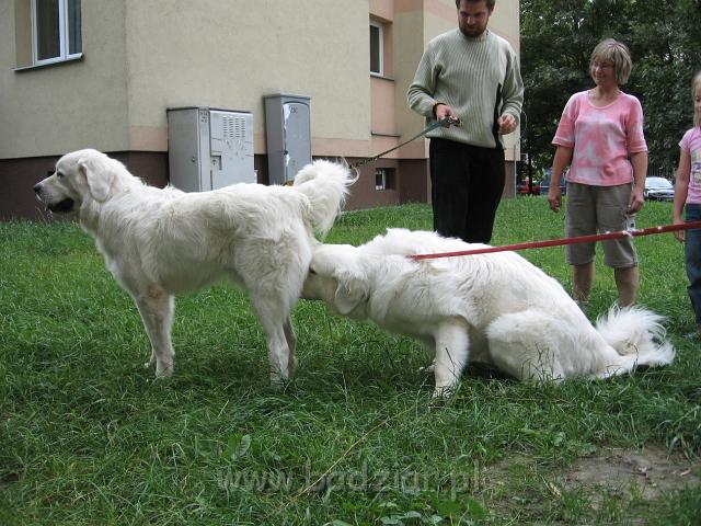 podhalan_4508.jpg - Owczarek Podhalański - spotkanie braciszków - od lewej PRZYMILNY PERS Badziar i PYSZAŁEK PARYS Badziar