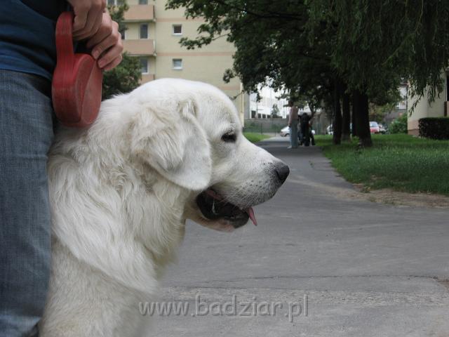 podhalan_4514.jpg - Owczarek Podhalański - PYSZAŁEK PARYS Badziar