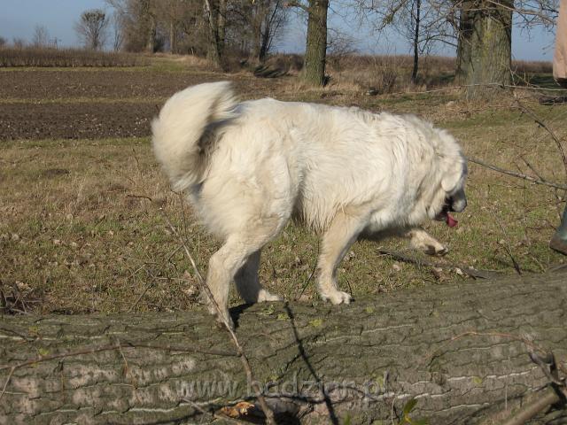 podhalan_5063.jpg - Owczarek podhalański - PRZYMILNY PERS Badziar na spacerku
