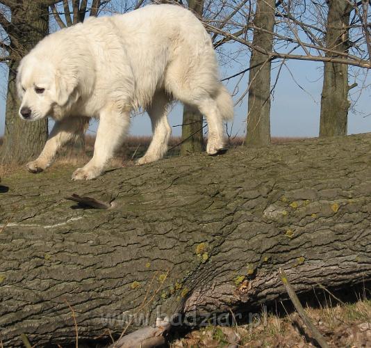 podhalan_5067.jpg - Owczarek podhalański - PRZYMILNY PERS Badziar na spacerku