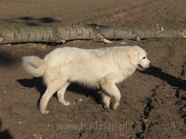 podhalan_5126.jpg - Owczarek podhalański - PRZYMILNY PERS Badziar na spacerku