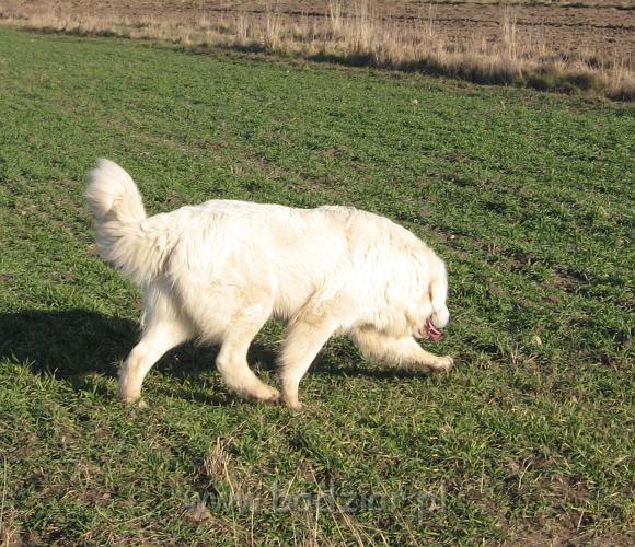 podhalan_5164.jpg - Owczarek podhalański - PRZYMILNY PERS Badziar na spacerku