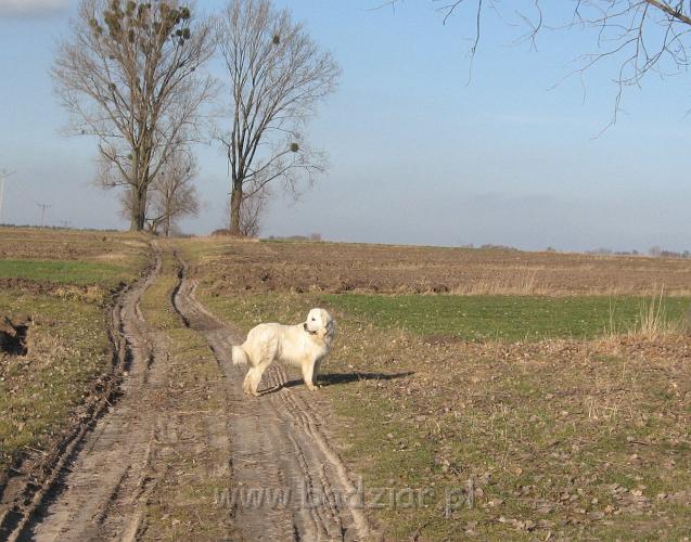 podhalan_5190.jpg - Owczarek podhalański - PRZYMILNY PERS Badziar na spacerku