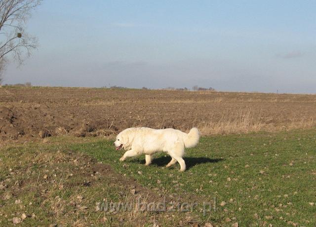 podhalan_5196.jpg - Owczarek podhalański - PRZYMILNY PERS Badziar na spacerku