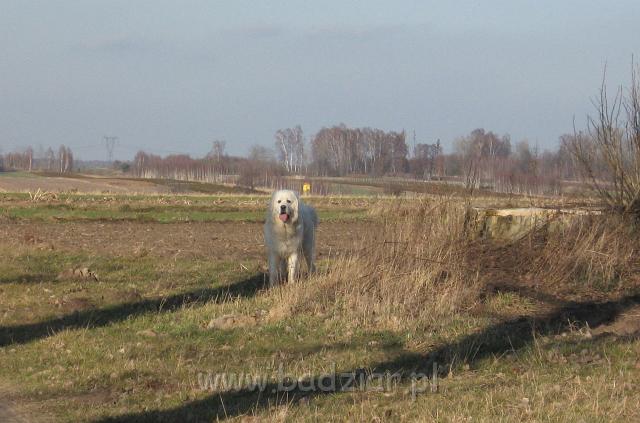 podhalan_5203.jpg - Owczarek podhalański - PRZYMILNY PERS Badziar na spacerku
