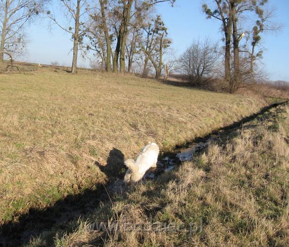 podhalan_5309.jpg - Owczarek podhalański - PRZYMILNY PERS Badziar na spacerku