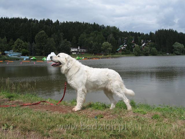 podhalan_6861.jpg - Owczarek Podhalański BAŁAMUTKA BEJA Badziar