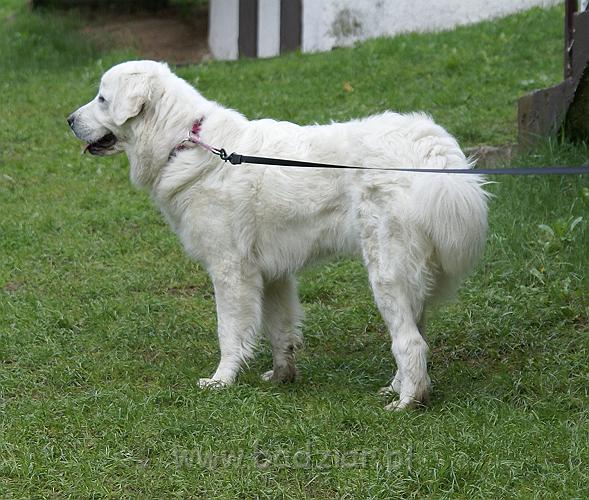 owczarekpodhalanski_01647.jpg - Owczarek Podhalański - KOKIETKA KESSI Badziar