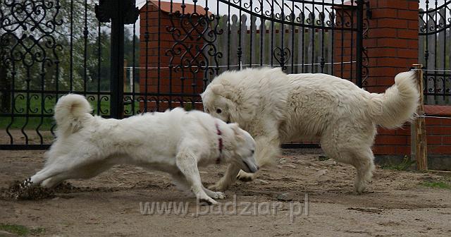 owczarekpodhalanski_01649.jpg - Owczarek Podhalański - ARES Alpejskie Zauroczenie i KOKIETKA KESSI Badziar