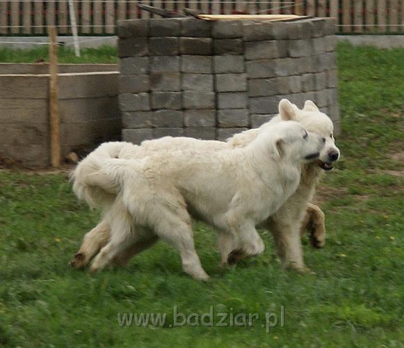 owczarekpodhalanski_01757.jpg - Owczarek Podhalański - ARES Alpejskie Zauroczenie i KOKIETKA KESSI Badziar