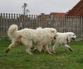 owczarekpodhalanski_01683