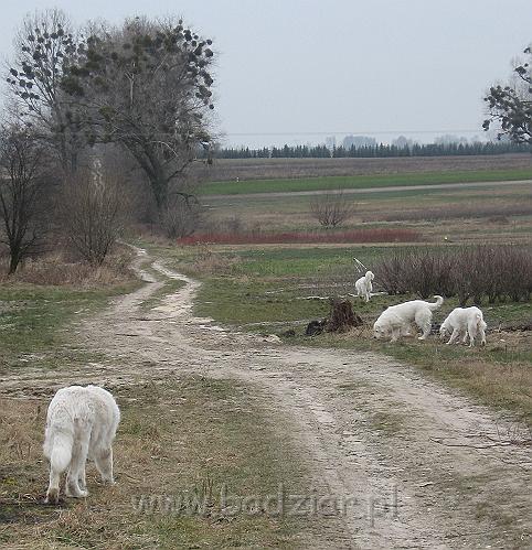podhalan_9401.jpg - Owczarek Podhalański - KAJA SURMA ze Śnieżnej Uboczy, LAWINA-BUKSA Filos, BAŁAMUTKA BEJA Badziar, PRZYMILNY PERS Badziar